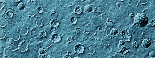 Biological and Artificial Membranes and Desalination of Water