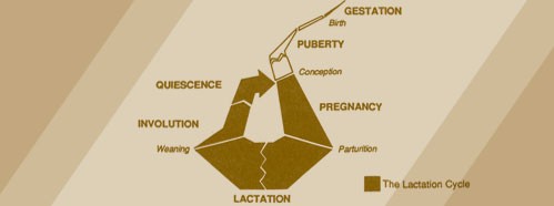 Breastfeeding: Science and Society
